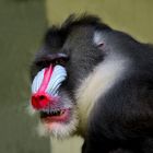 Mandrill schaut genervt