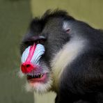 Mandrill schaut genervt