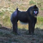 Mandrill  (tropische Regenwälder Zentral-Afrika) aus dem fahrenden Park-Bus