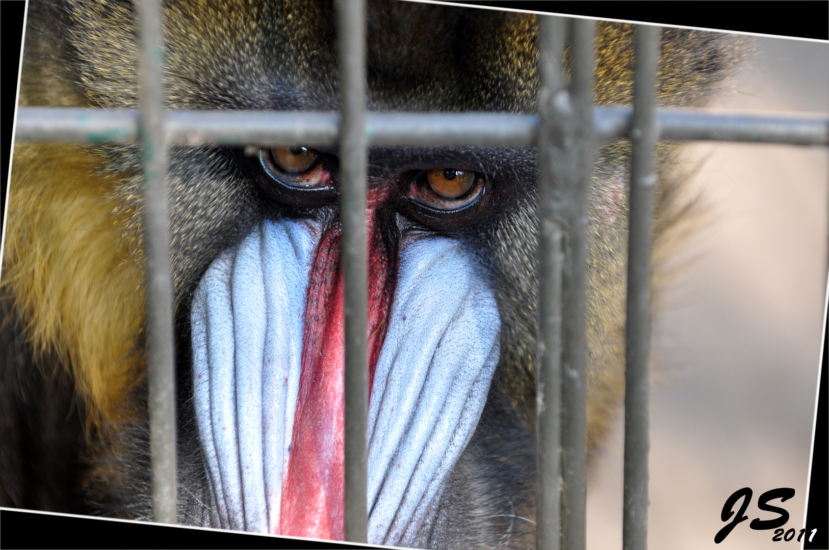 Mandrill - Wenn Blicke töten könnten