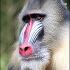 Mandrill - ZOO Duisburg -