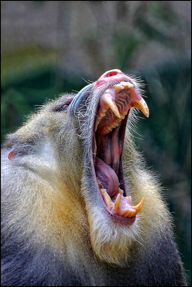 Mandrill - ZOO Duisburg