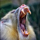 Mandrill - ZOO Duisburg