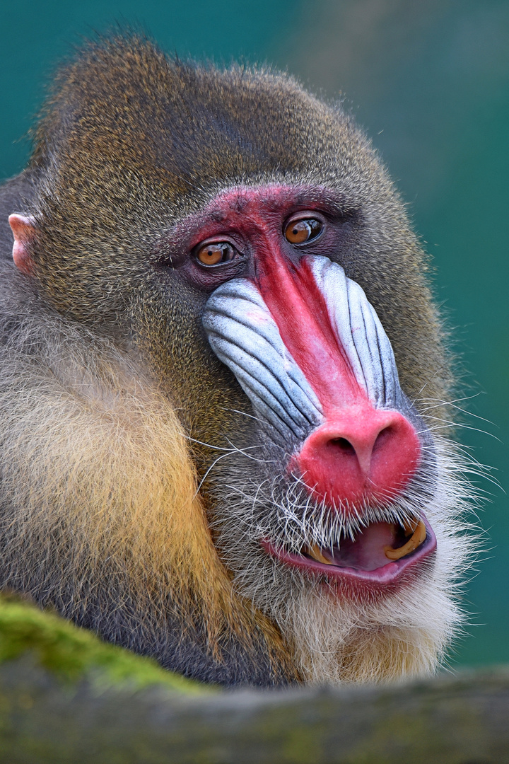 Mandrill Zoo Duisburg