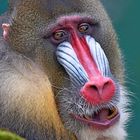 Mandrill Zoo Duisburg