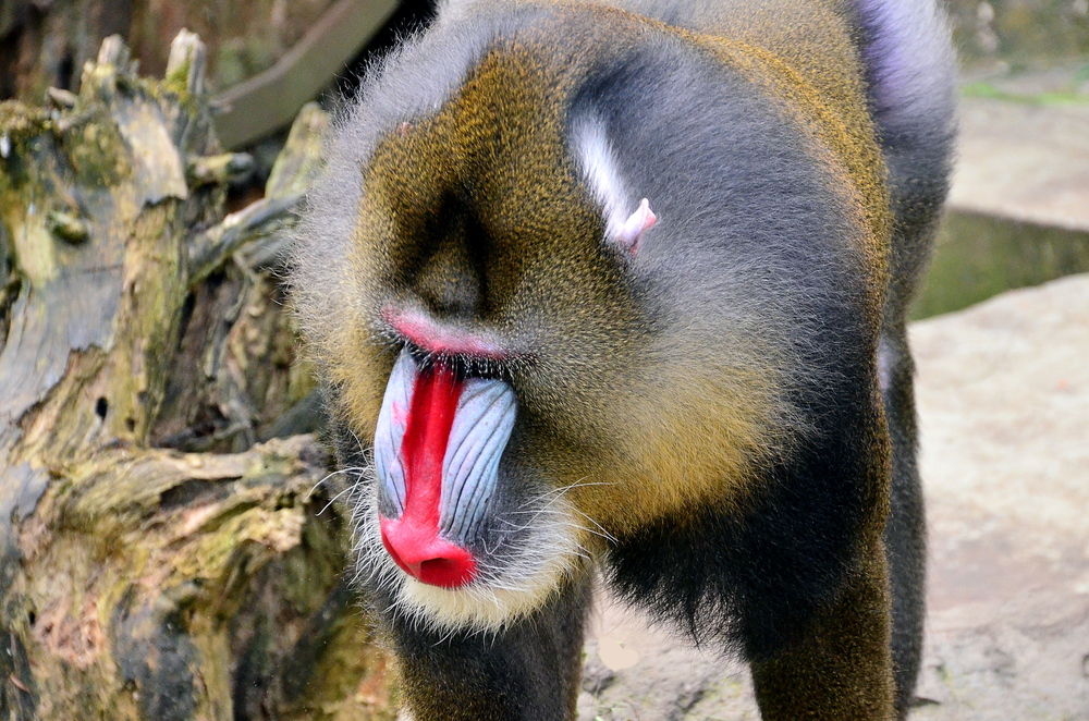 Mandrill - Zoo Duisburg