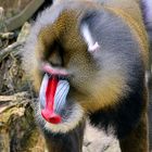 Mandrill - Zoo Duisburg