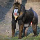 Mandrill - Zoologischer Garten Budapest