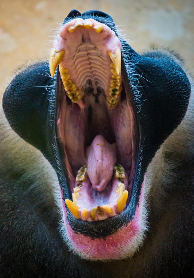 Mandrill_0134