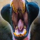 Mandrill_0134