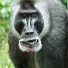 Mandrill_1 (1 von 1)