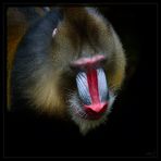 Mandrill_3S50123r_2014