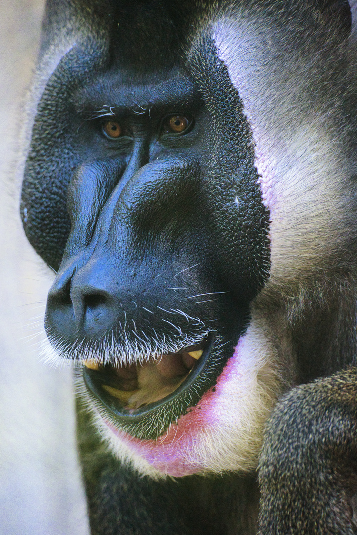 Mandrill_4587a