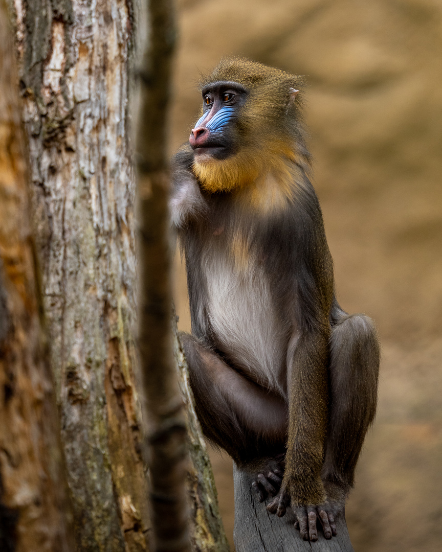 Mandrills im Zoo Dresden