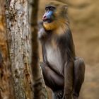 Mandrills im Zoo Dresden