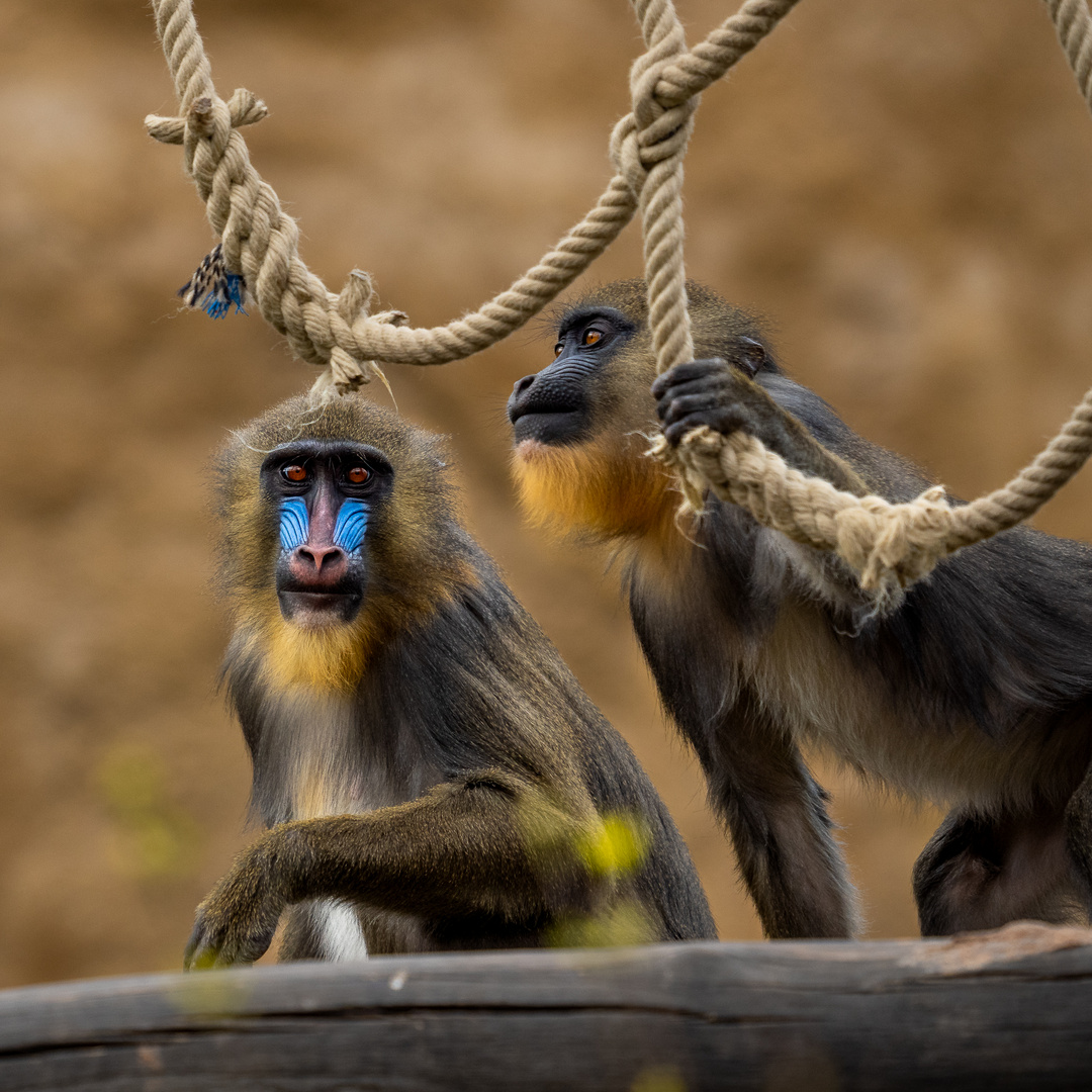 Mandrills im Zoo Dresden