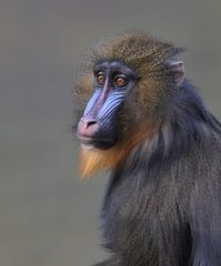 Mandrill's Weisheit