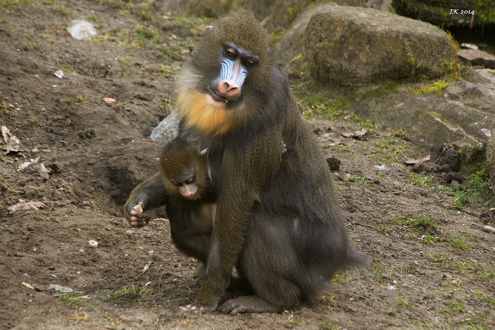 Mandrilmama mit Kind