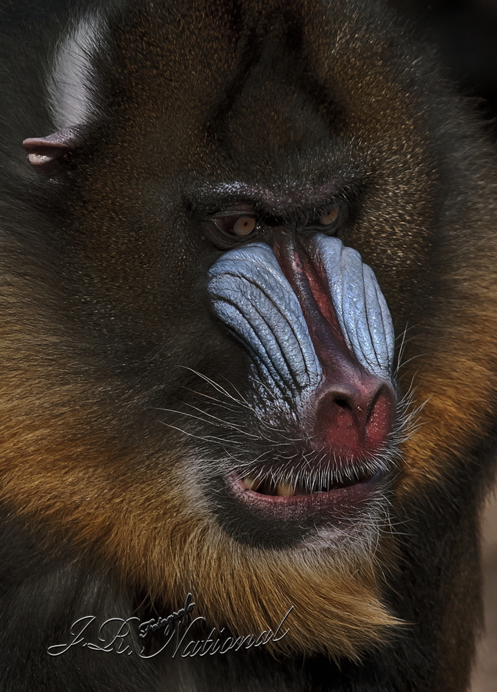 Mandril,Zoo Barcelona