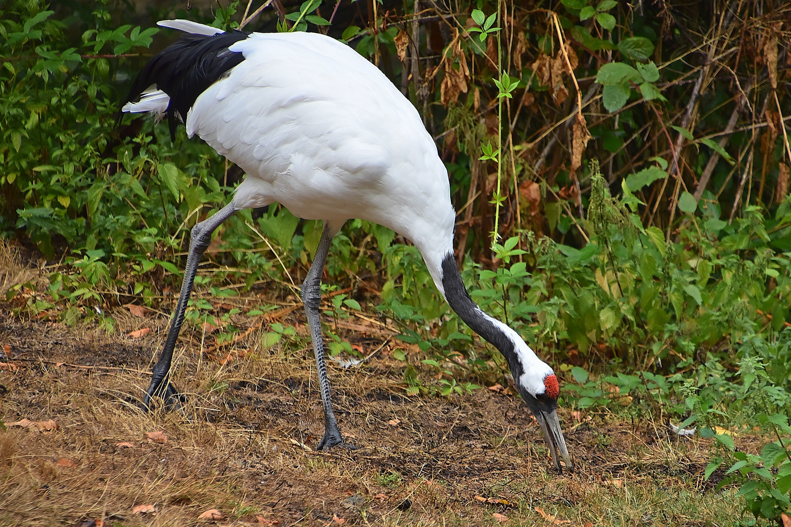 Mandschurenkranich (Grus japonensis)