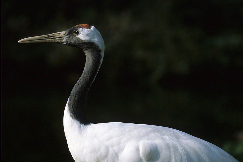 Mandschurenkranich (Grus japonensis)