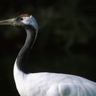 Mandschurenkranich (Grus japonensis)