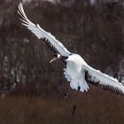 Mandschurenkranich im Anflug