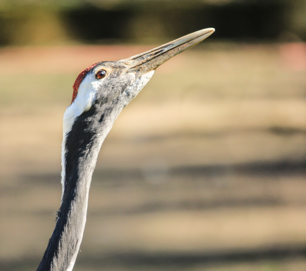 Mandschurenkranich (Rotkronenkranich) (Japankranich) Zoo Krefeld