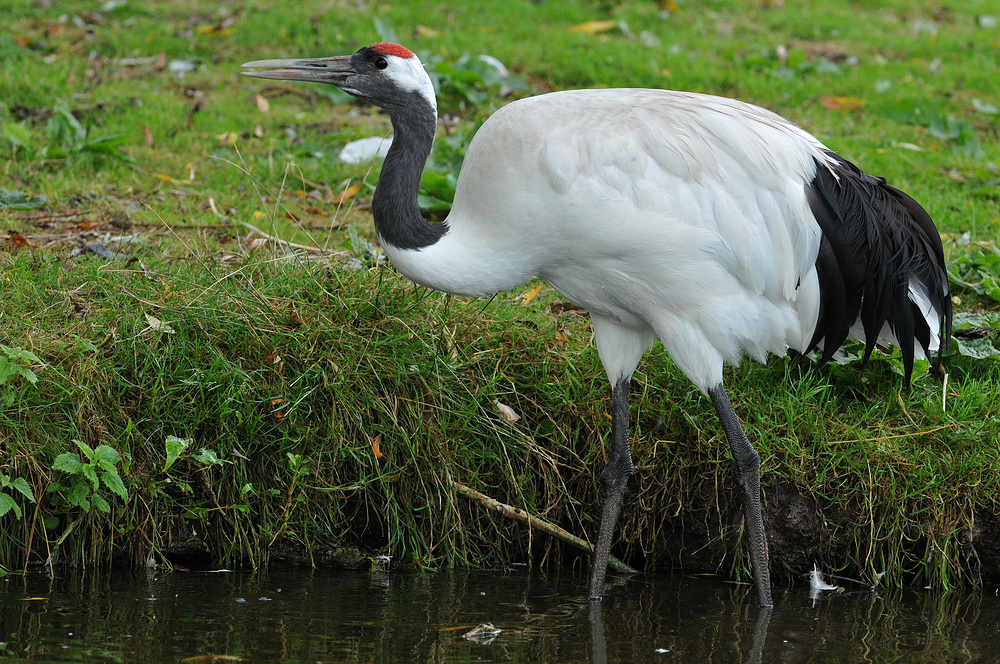 Mandschurenkranich – Wasserläufer