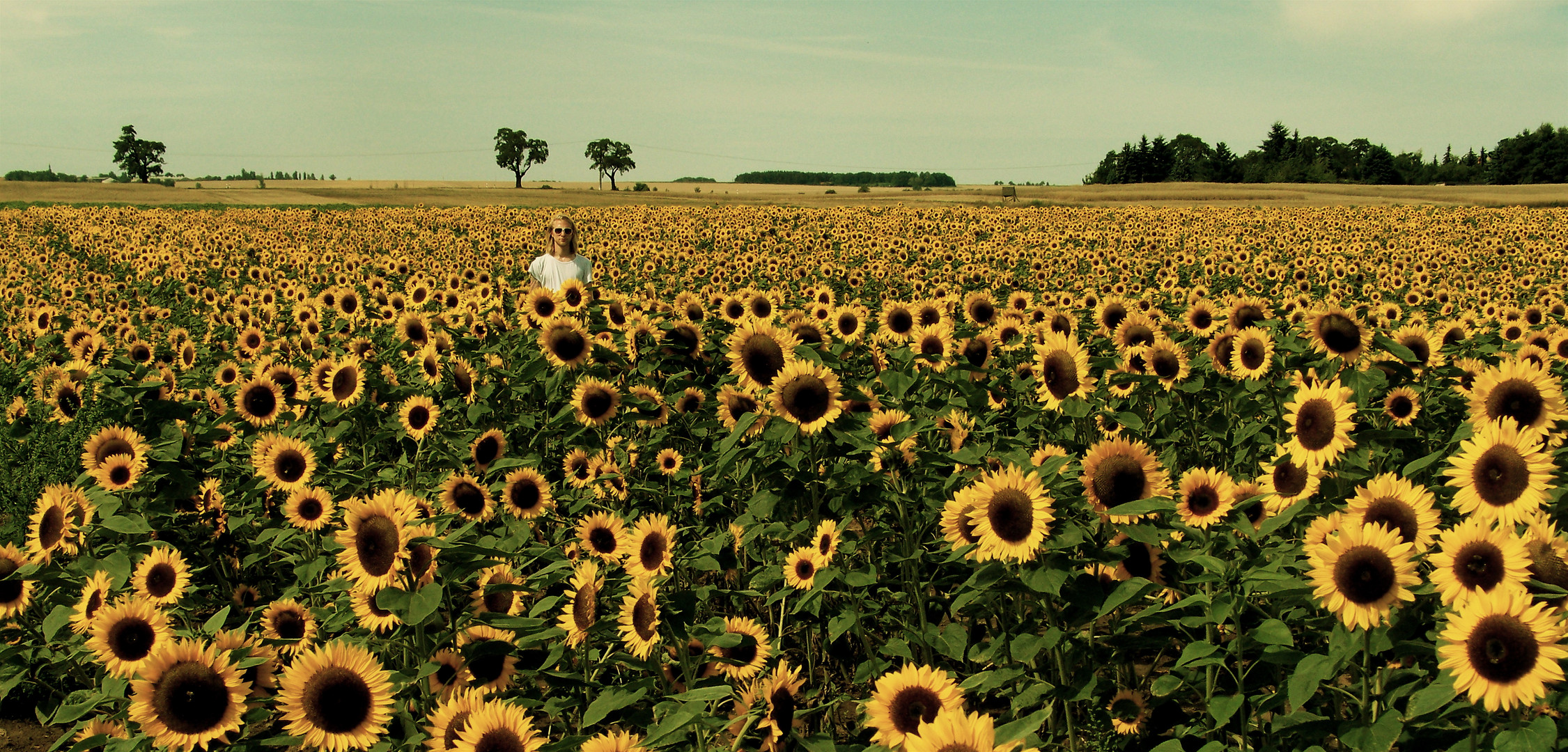 mandy monitor & sunflowers