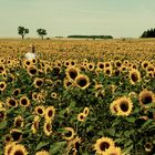 mandy monitor & sunflowers