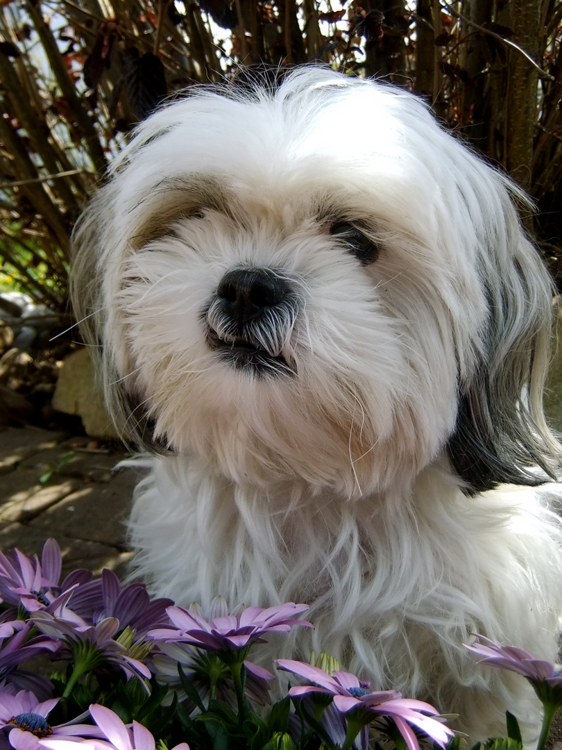 Mandy (Shih Tzu)