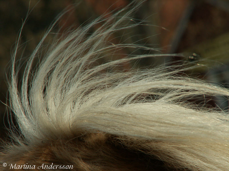 Mane in the wind