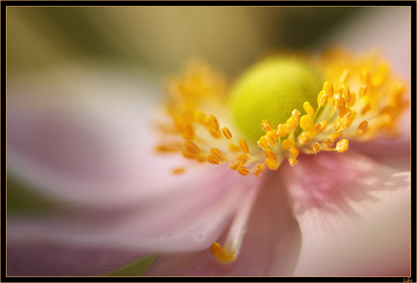 Manège floral