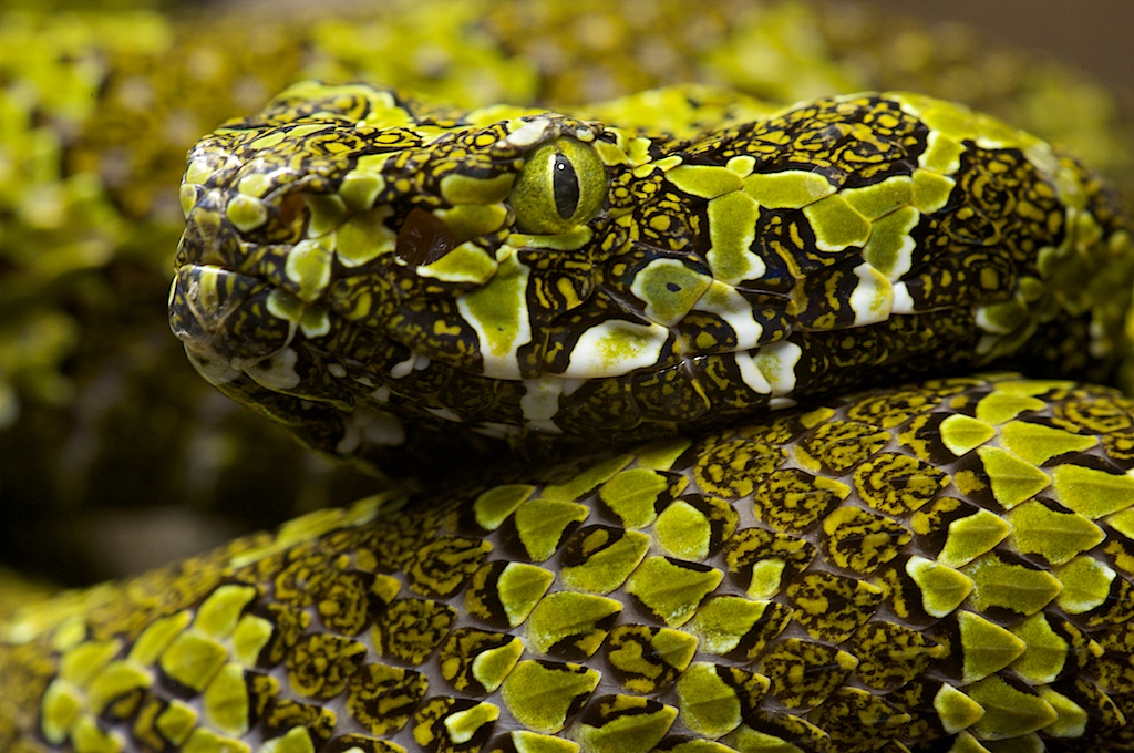 MANG - VIPER ( Zhaoermia mangshanensis )