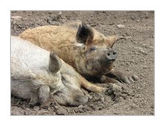 Mangalica