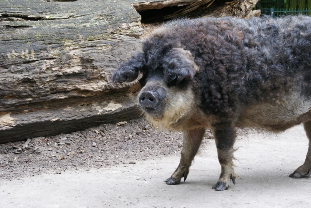 Mangalica-Schwein