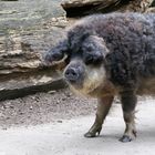 Mangalica-Schwein