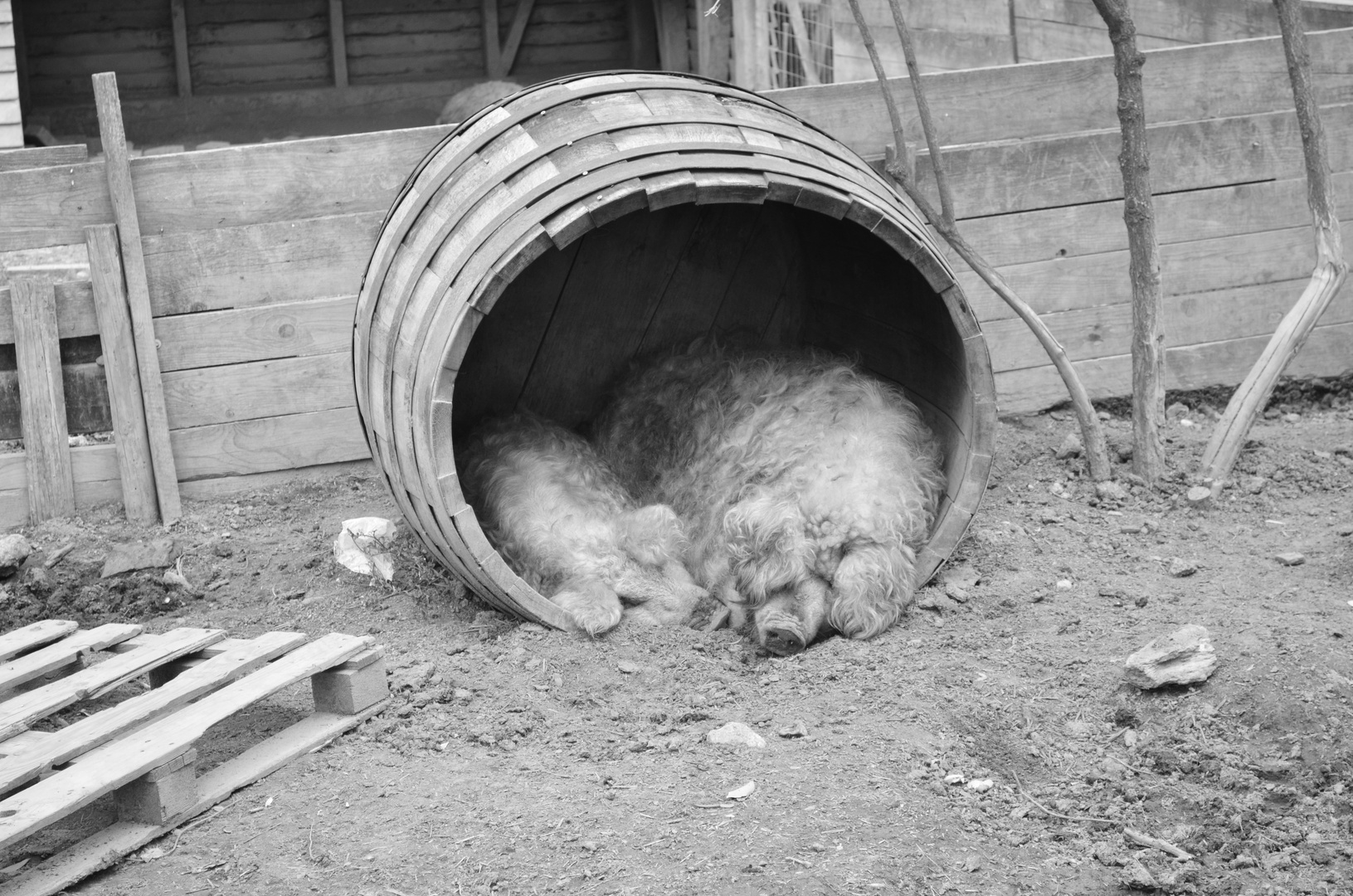 Mangalica Schweine