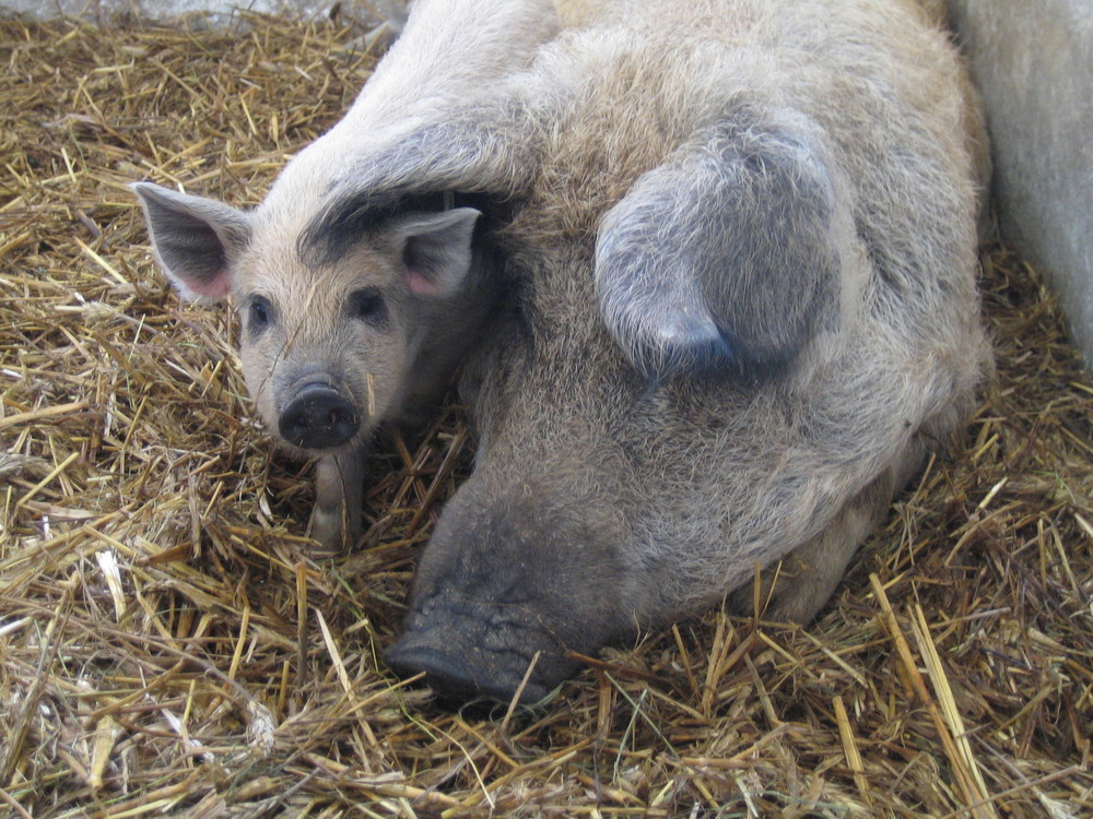 Mangalitza