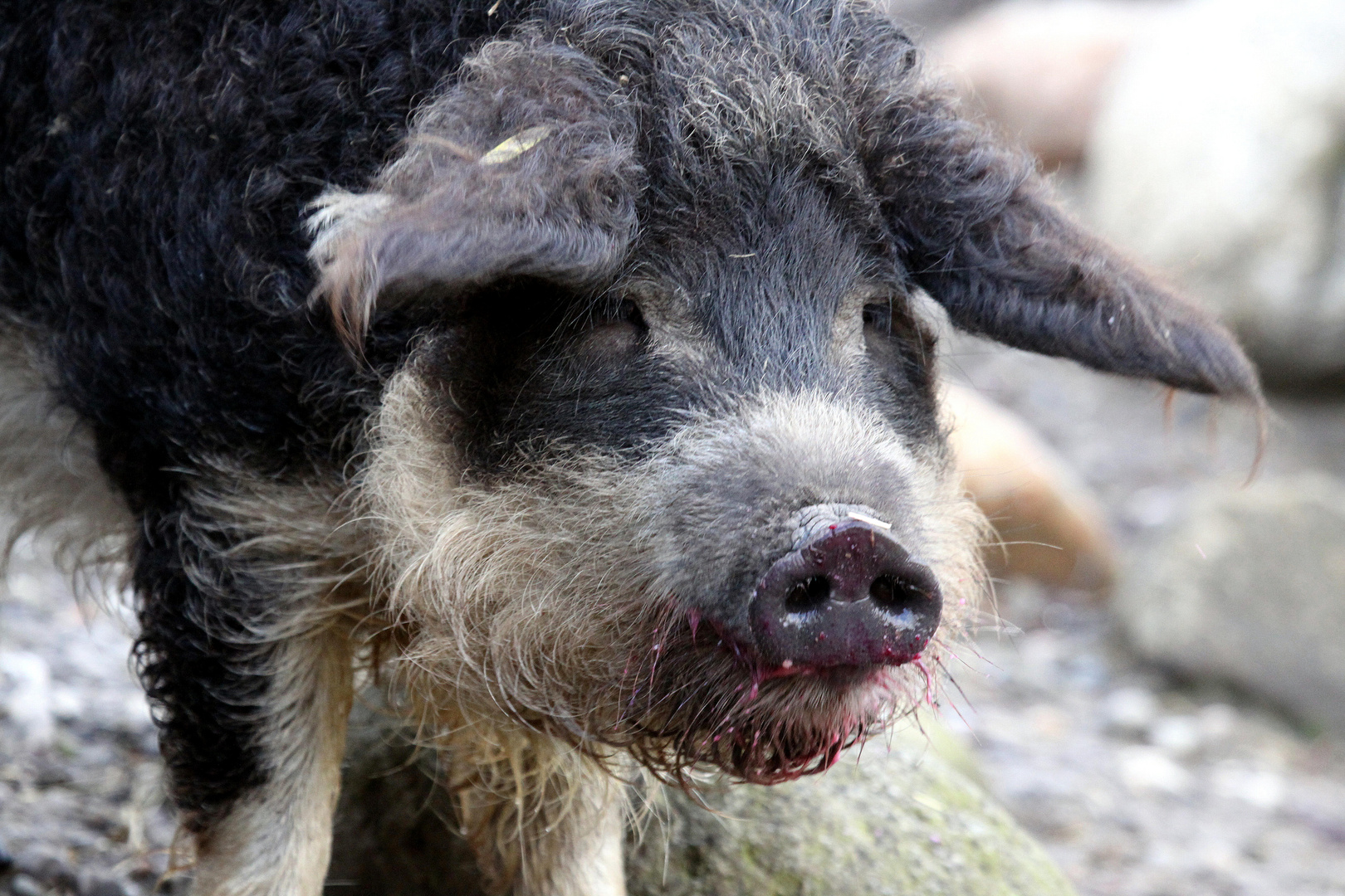 Mangalitza- oder Wollschwein