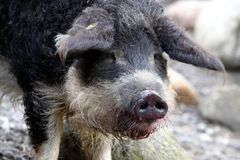 Mangalitza- oder Wollschwein