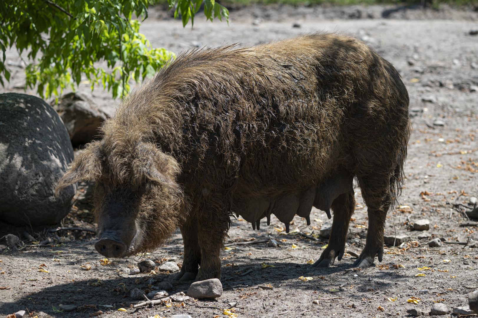 Mangalitza-Wollschwein