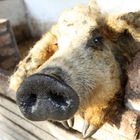 Mangaliza-Schwein in Ungarn