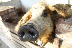 Mangaliza-Schwein in Ungarn