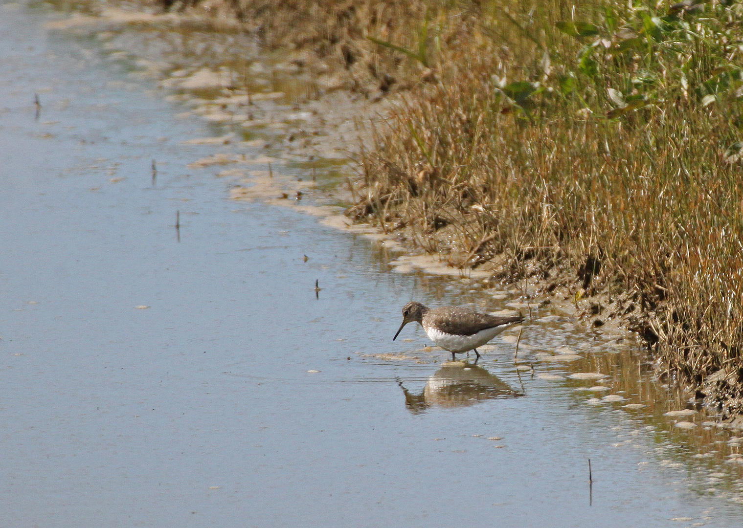 Mangels bewaldeter Wasser, ...