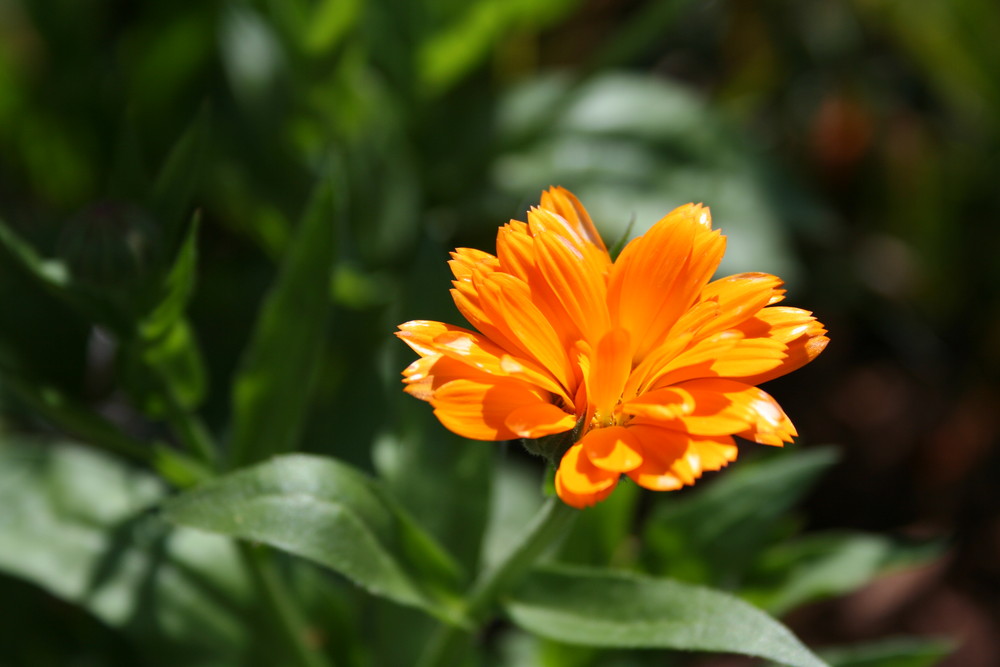 Mangels Heilpflanzenerfahrung einsam im Garten...