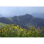 mangels Landschaft Ausflug in die Flora