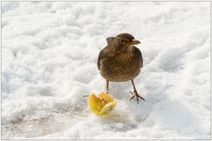 Manger des pommes (Merlette)