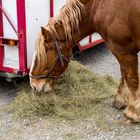 manger sur le tas